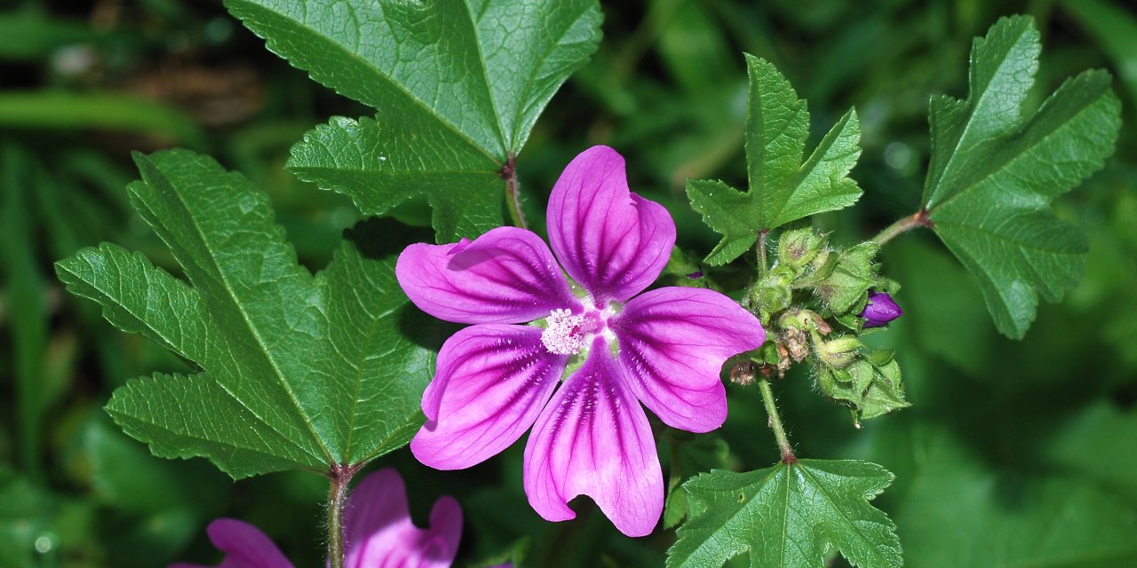 Soothe the Skin with Swiss Mallow Flower