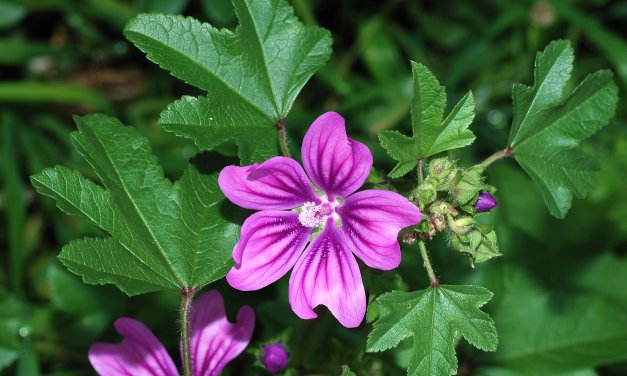 Soothe the Skin with Swiss Mallow Flower